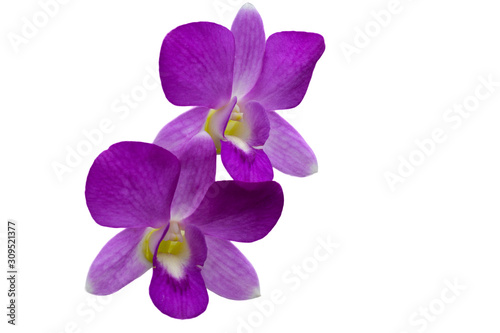 Beautiful light purple  orchid flower isolated white background