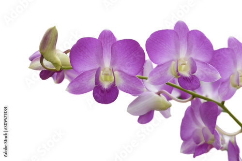 purple  orchid flower isolated on white background