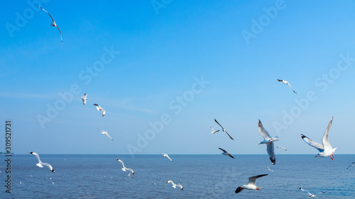 The nature flock of seagulls flying in the blue sky