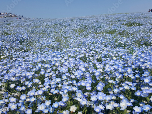 IBARAKI,JAPAN - MAY 2017 : The beautiful of blue Nemophila field at HITACHI SEASIDE PARK