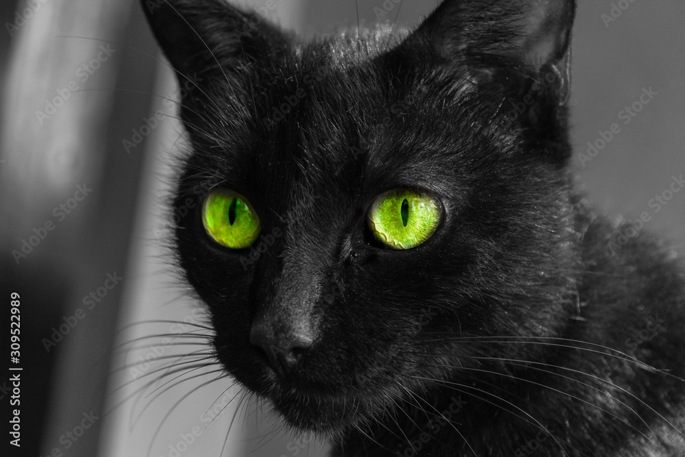 Gato preto de olhos verdes foto de Stock | Adobe Stock