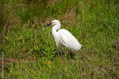 Snowy Egret Walking in the Marsh