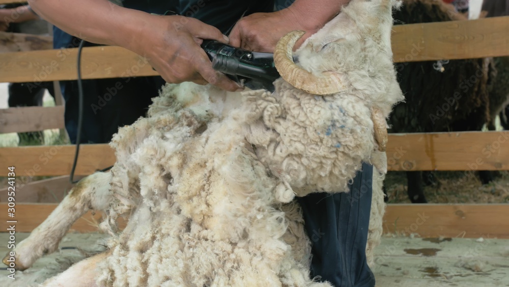 Men shearer shearing sheep at agricultural show in competition. The process by which wool fleece of a sheep is cut off. Electric professional sheep manual hair clipper sheep cutting shearing machine. Men shearer shearing sheep at agricultural show in competition. The process by which wool fleece of a sheep is cut off. Electric professional sheep manual hair clipper sheep cutting shearing machine.