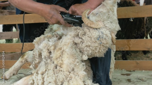 Men shearer shearing sheep at agricultural show in competition. The process by which wool fleece of a sheep is cut off. Electric professional sheep manual hair clipper sheep cutting shearing machine.