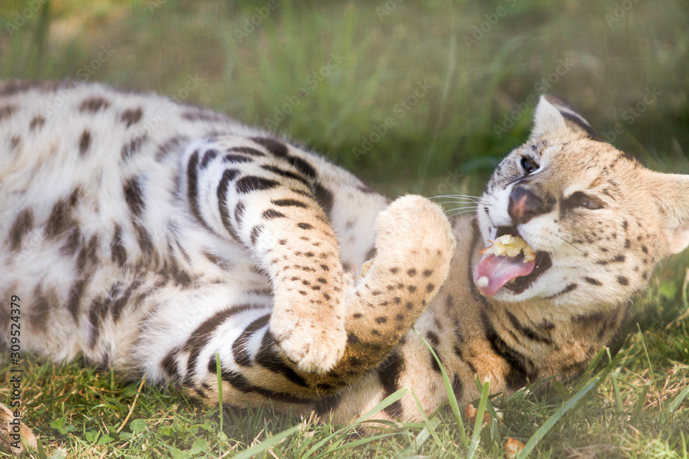 Leopard Leopard
