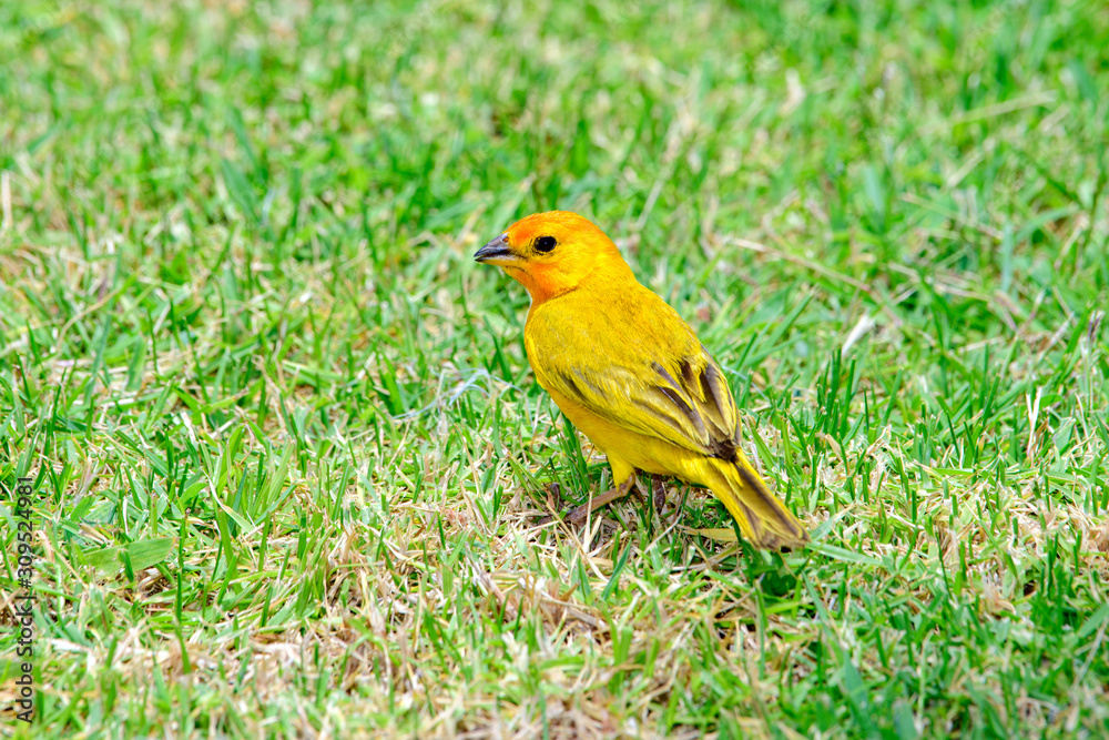 Saffron Finch (Sicalis flaveola) Saffron Finch (Sicalis flaveola)