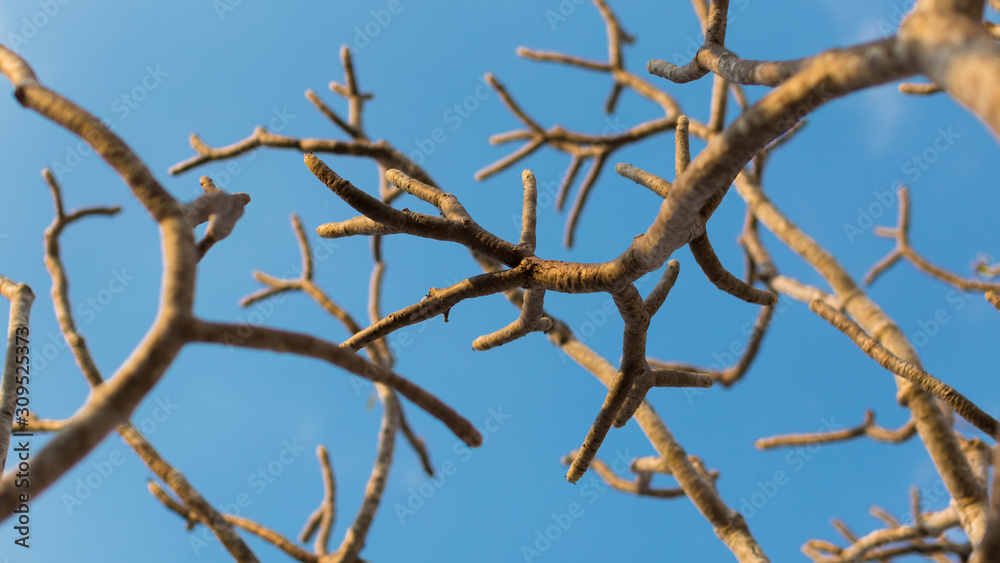 Plumeria flower branch or frangipani branch over blue sky