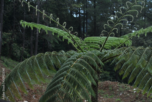 decorative plants
