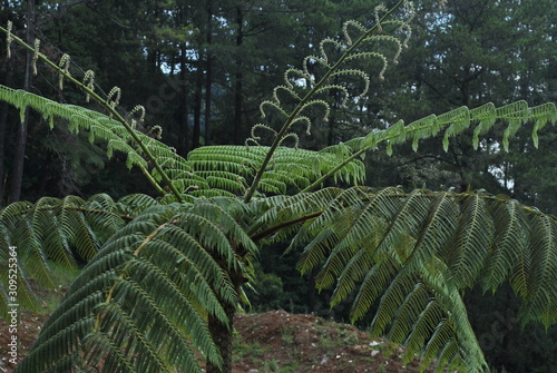 decorative plants
