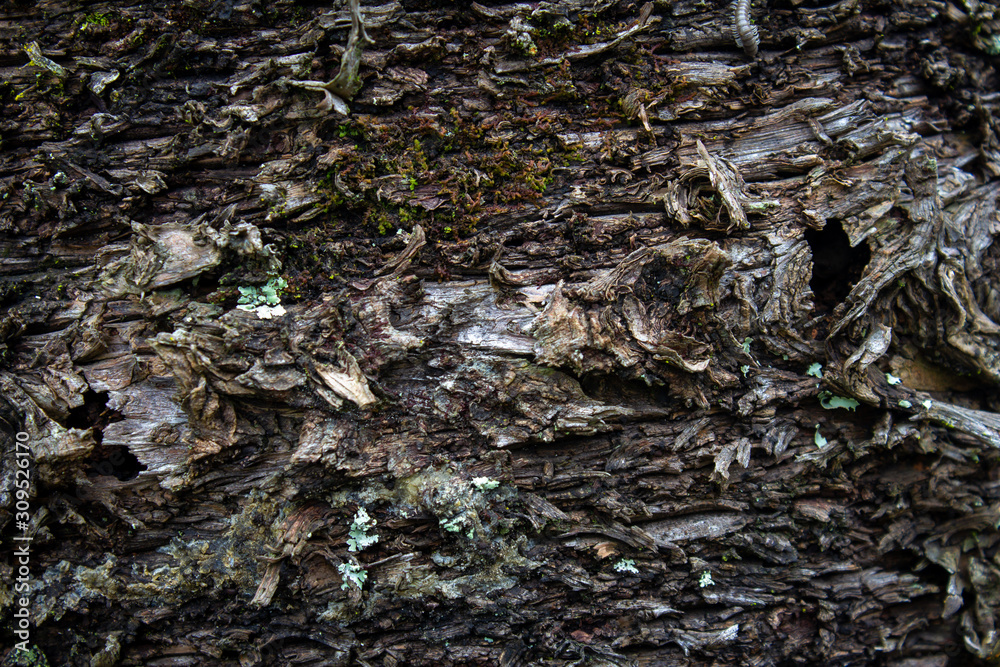 View of tree bark texture and background. Use for nature concept View of tree bark texture and background. Use for nature concept