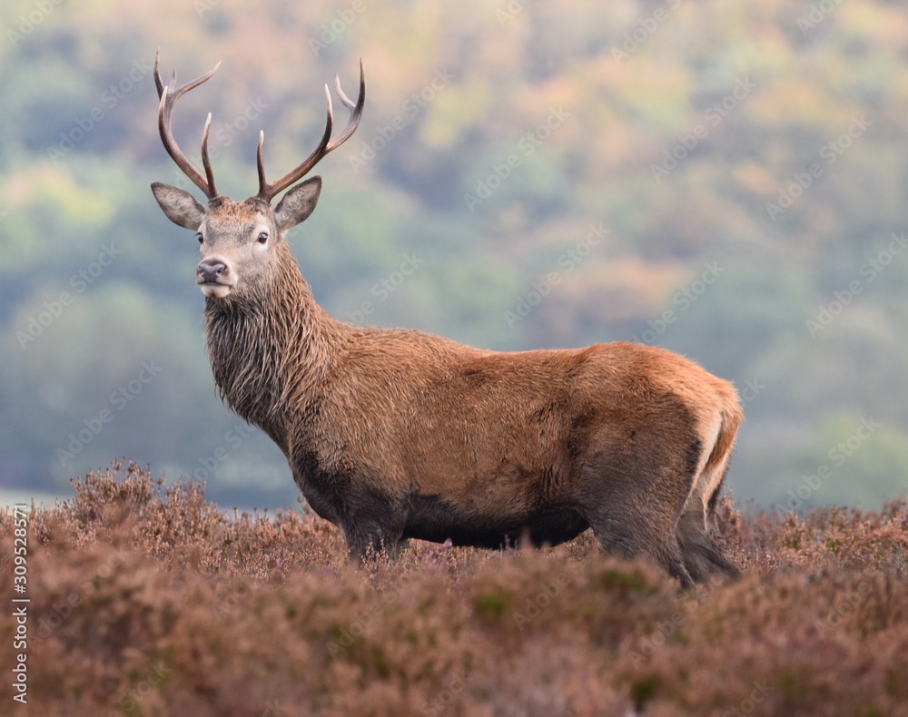 Obraz premium Red deer in Autumn