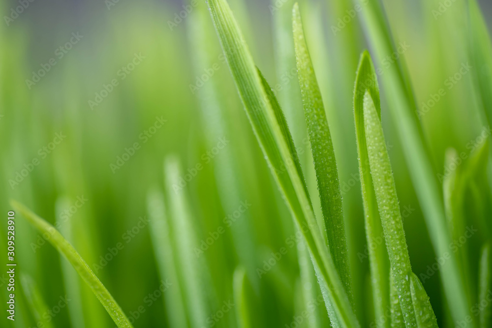 Close Up of New Freshly Grown Wheatgrass Close Up of New Freshly Grown Wheatgrass