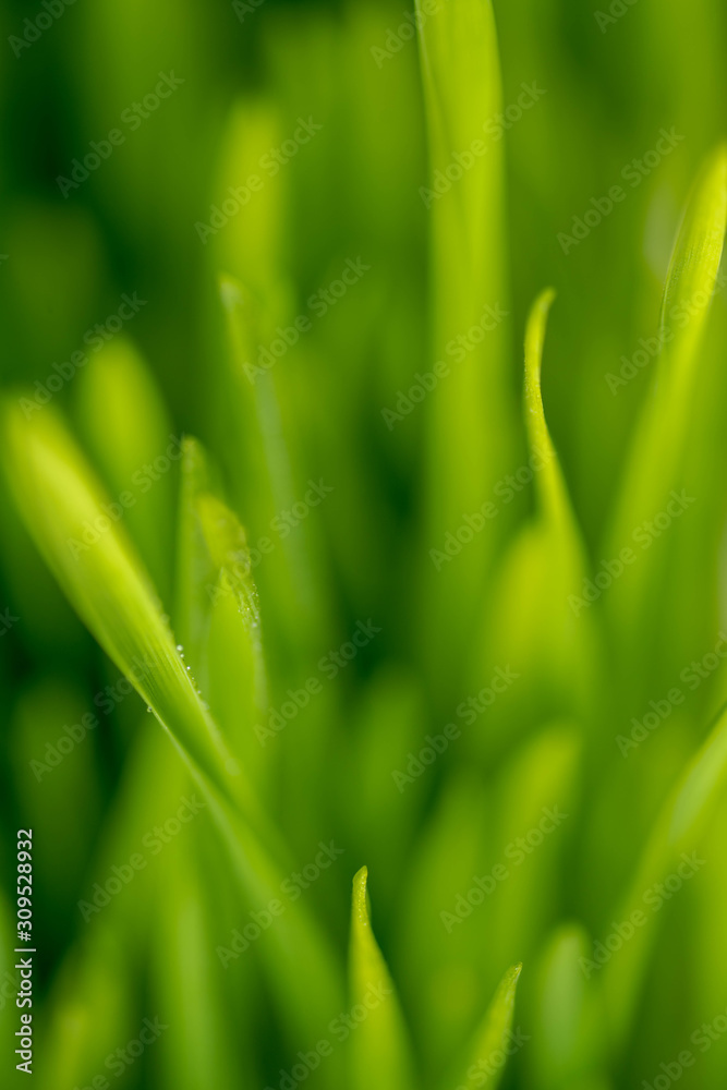 Close Up of New Freshly Grown Wheatgrass Close Up of New Freshly Grown Wheatgrass