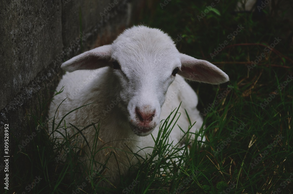 Fototapeta premium A sheep in the nature.
