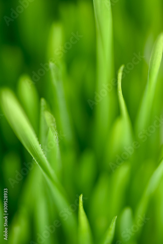 Close Up of New Freshly Grown Wheatgrass