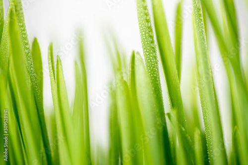 Close Up of New Freshly Grown Wheatgrass