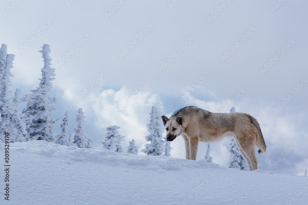 Lonely small grey dog in snowy forest