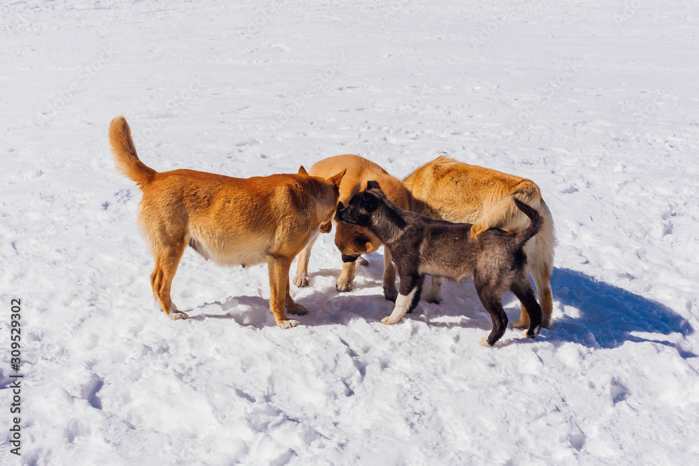 Four dogs on snow in a bright day