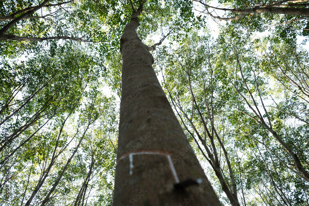 Fototapeta premium East of Thailand: December 2019, rubber tree plantation.