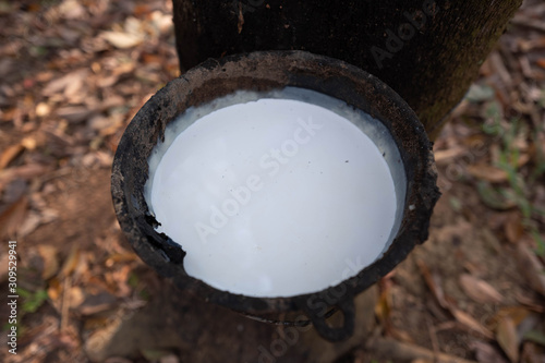 East of Thailand: December 2019, latex sap drips from the rubber tree. photo