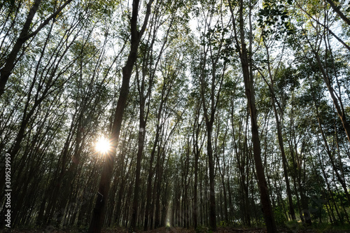 East of Thailand  December 2019  rubber tree plantation.