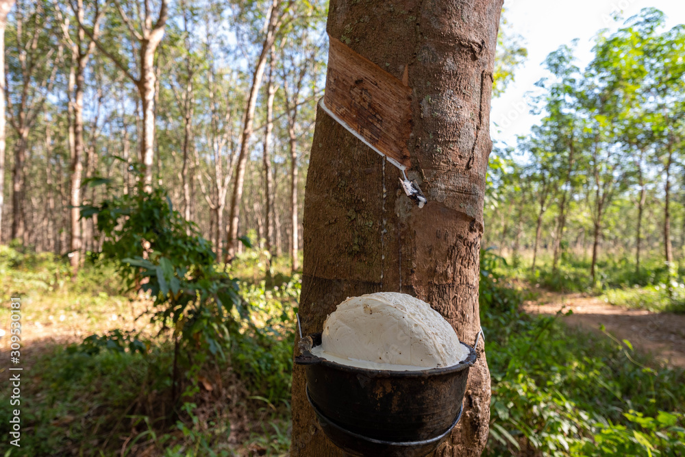 East of Thailand: December 2019, drop acid making rubber lumps that last processing before selling. East of Thailand: December 2019, drop acid making rubber lumps that last processing before selling.