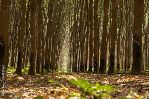 East of Thailand  December 2019  rubber tree plantation.