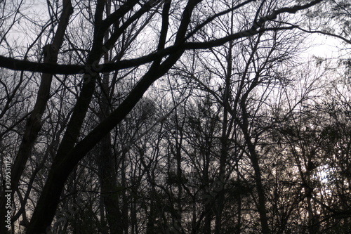 trees, December afternoon