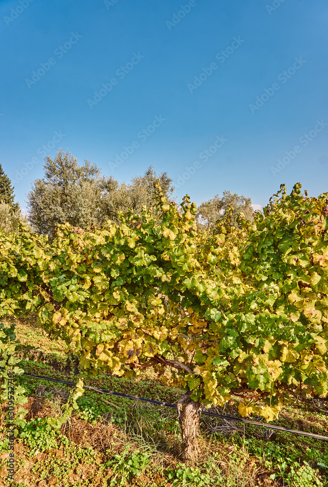 Vineyard in the early Autumn after harvesting