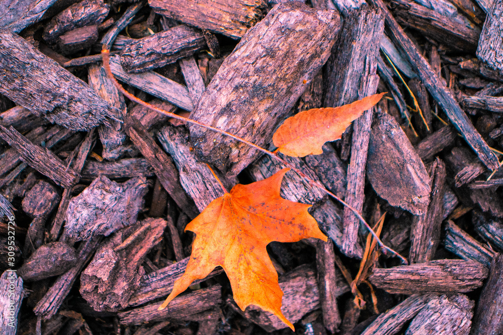mapple leaf on wood