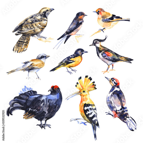 Collection of birds. watercolor painting isolated on white background.