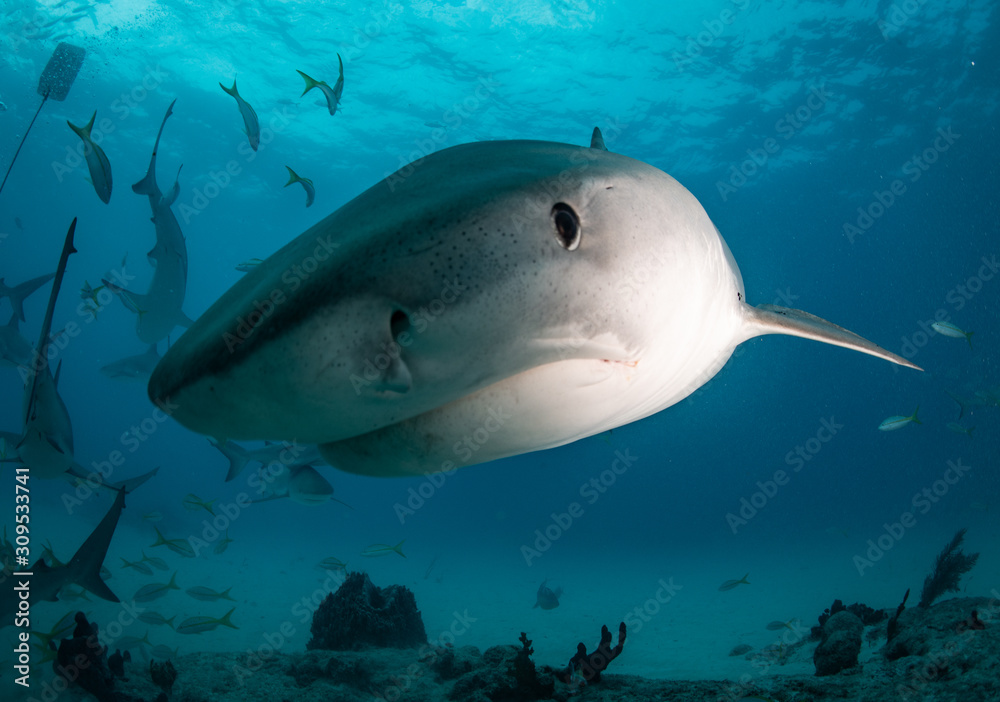 Fototapeta premium Tiger sharks at tiger beach in the Bahamas