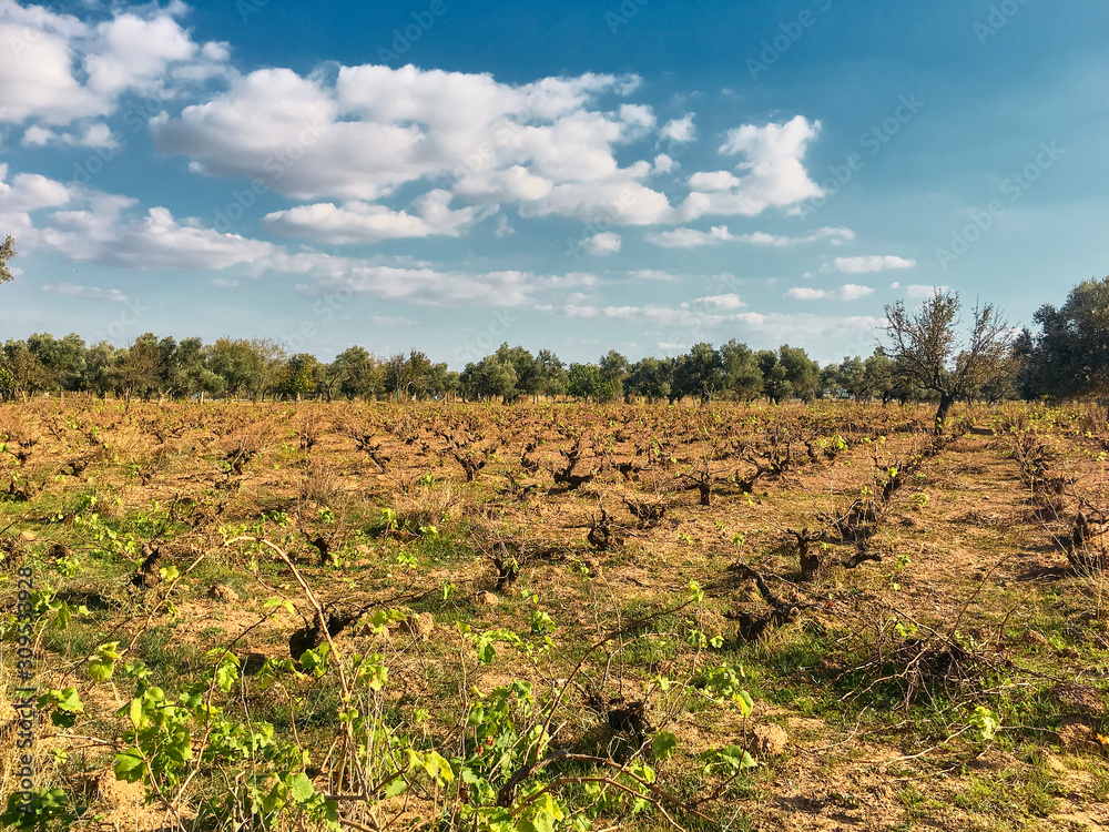 Vineyard in the early Autumn after harvesting Vineyard in the early Autumn after harvesting