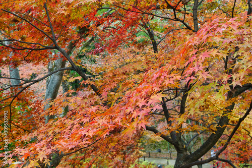 京都 北野天満宮 御土居 もみじ苑の美しい赤い紅葉（京都府京都市）　Kyoto Kitano Tenmangu Shrine, Odoi, Beautiful red autumn leaves of Momijien (Kyoto City, Kyoto Prefecture)	