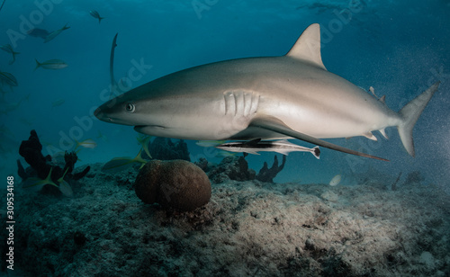 Reef and Lemon sharks over the coral reef in the bahamas