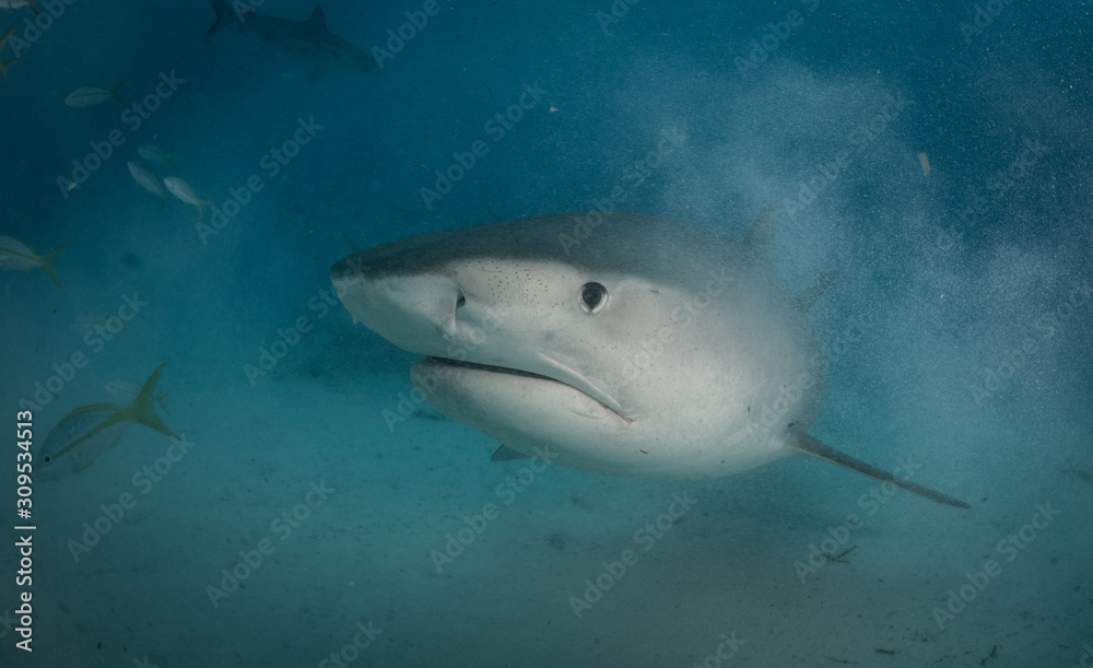 Fototapeta premium Tiger sharks at tiger beach in the Bahamas