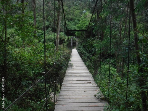 Bridge in jungle