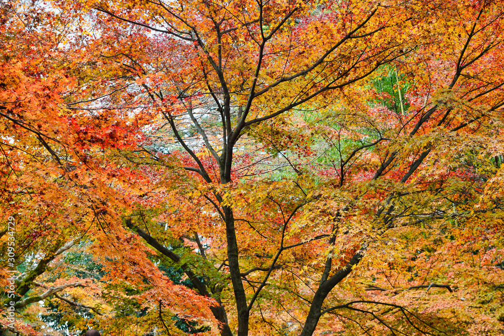 京都 北野天満宮 御土居 もみじ苑の美しい赤い紅葉(日本京都府京都市)Kyoto Kitano Tenmangu Shrine, Odoi, Beautiful red autumn leaves of Momijien (Kyoto City, Kyoto Prefecture) 京都 北野天満宮 御土居 もみじ苑の美しい赤い紅葉(日本京都府京都市)Kyoto Kitano Tenmangu Shrine, Odoi, Beautiful red autumn leaves of Momijien (Kyoto City, Kyoto Prefecture)