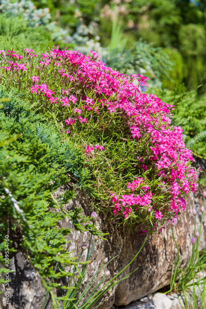 Obraz premium Pink flowers on a background of green grass growing on stone