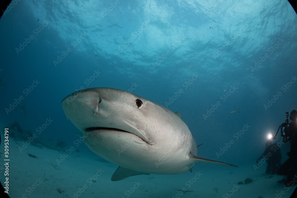 Fototapeta premium Tiger sharks at tiger beach in the Bahamas