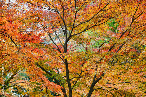 京都 北野天満宮 御土居 もみじ苑の美しい赤い紅葉（京都府京都市）Kyoto Kitano Tenmangu Shrine, Odoi, Beautiful red autumn leaves of Momijien (Kyoto City, Kyoto Prefecture) 