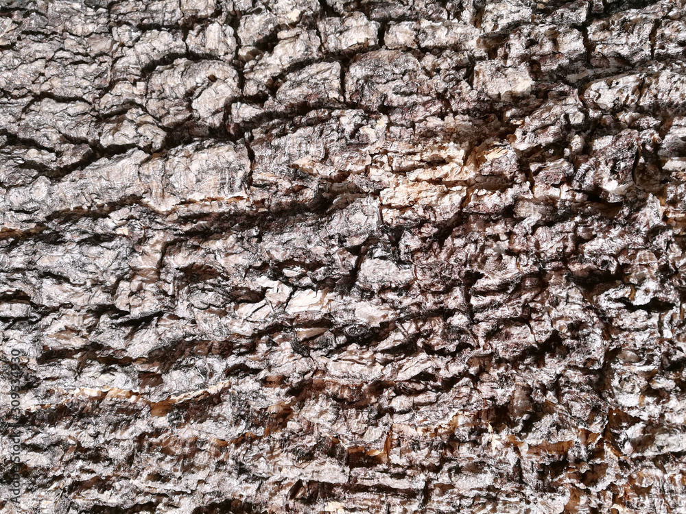 Closeup and crop dark brown wood bark texture Closeup and crop dark brown wood bark texture