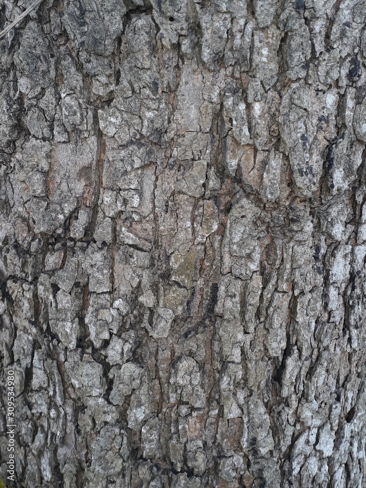 bark of tree trunk close-up texture,stock photo bark of tree trunk close-up texture,stock photo
