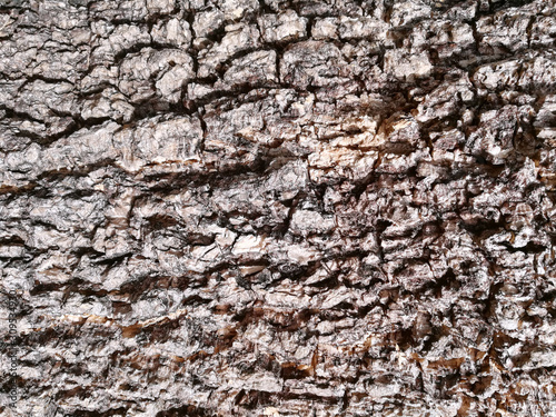Closeup and crop dark brown wood bark texture