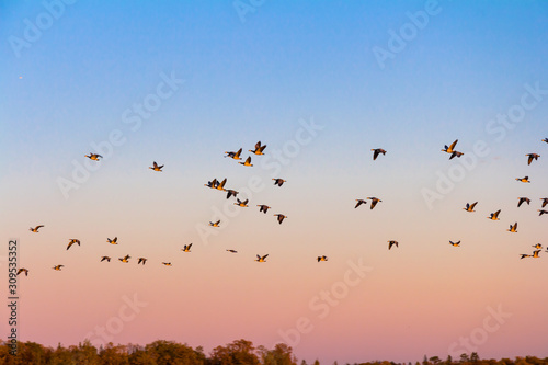 A flock of wild geese lightened by the sun on pink sunset background