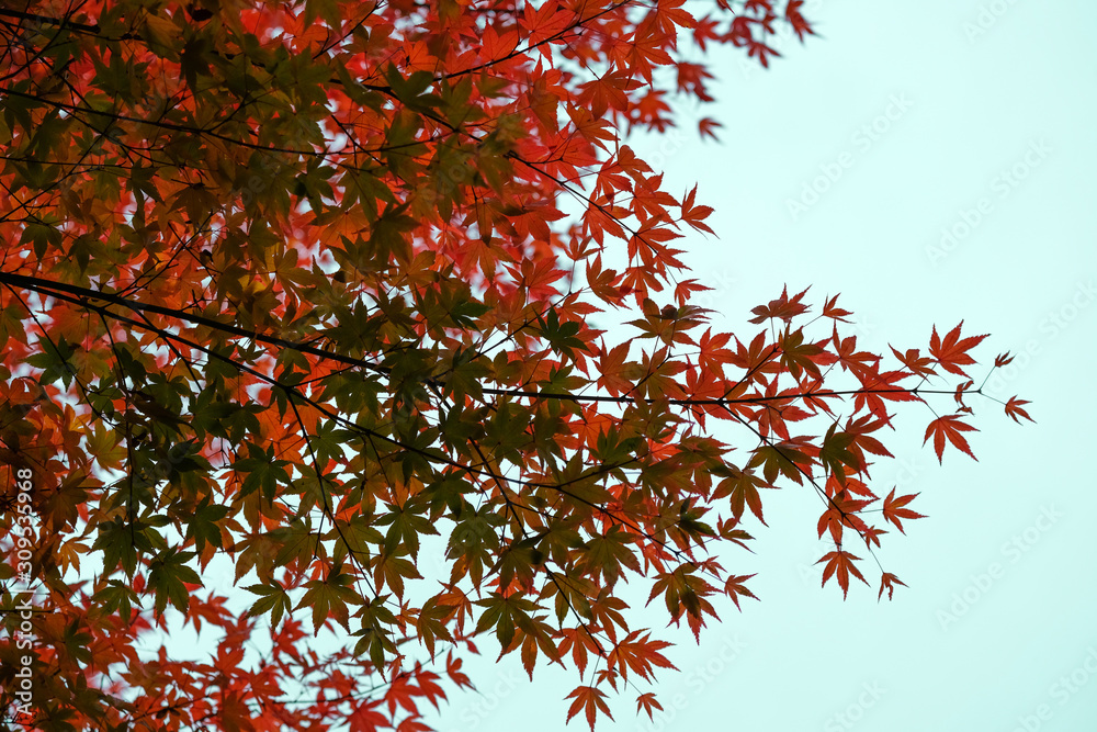 Japanese red maple leaf isolated on white background Japanese red maple leaf isolated on white background