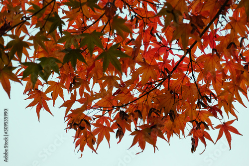 Japanese red maple leaf isolated on white background