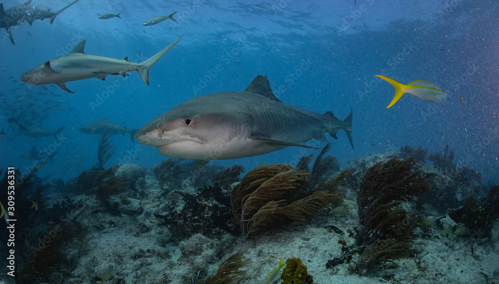 Fototapeta premium Tiger sharks at tiger beach in the Bahamas