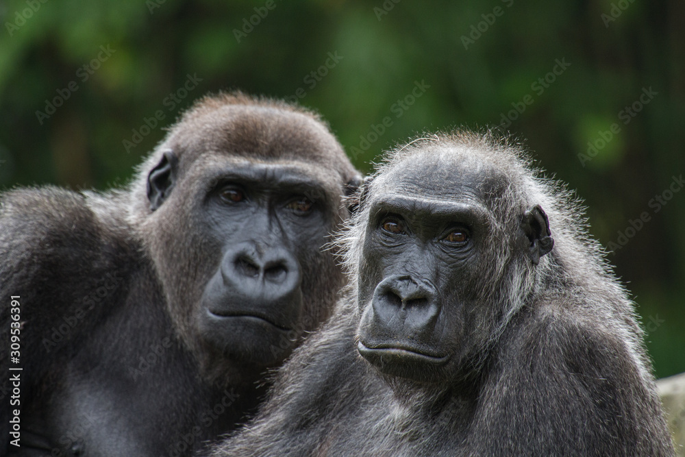 portrail of an old couple of gorillas with green background portrail of an old couple of gorillas with green background