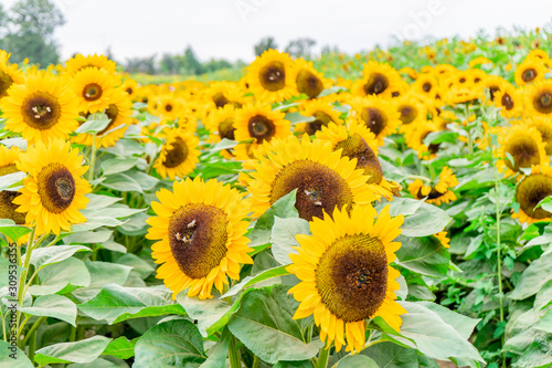 Field of large sunflower heads in the horizon  bright yellow and bees pollinating flowers at a sunflower farm and festival